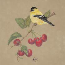 Goldfinch on Cherries